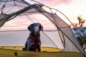 5 Tips For Camping With Your Dog